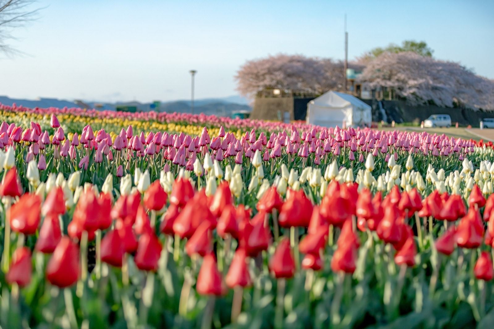 「開花を待つチューリップ畑」の写真