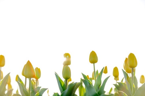 開花ギリギリの黄色いチューリップの写真