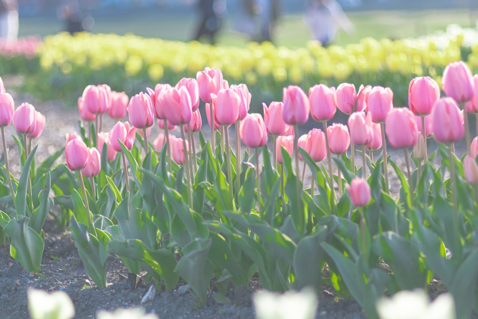 「ピンク色に咲く横並びのチューリップ」の写真