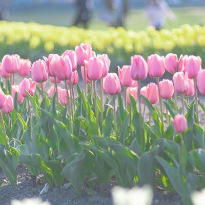 ピンク色に咲く横並びのチューリップの写真