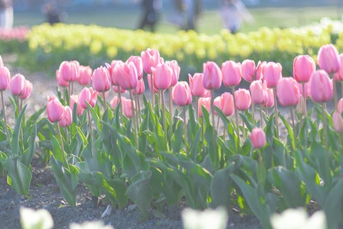 ピンク色に咲く横並びのチューリップの写真