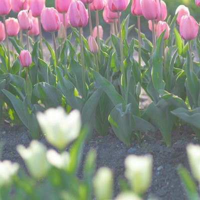 ピンク色のチューリップが並んで咲く様子の写真