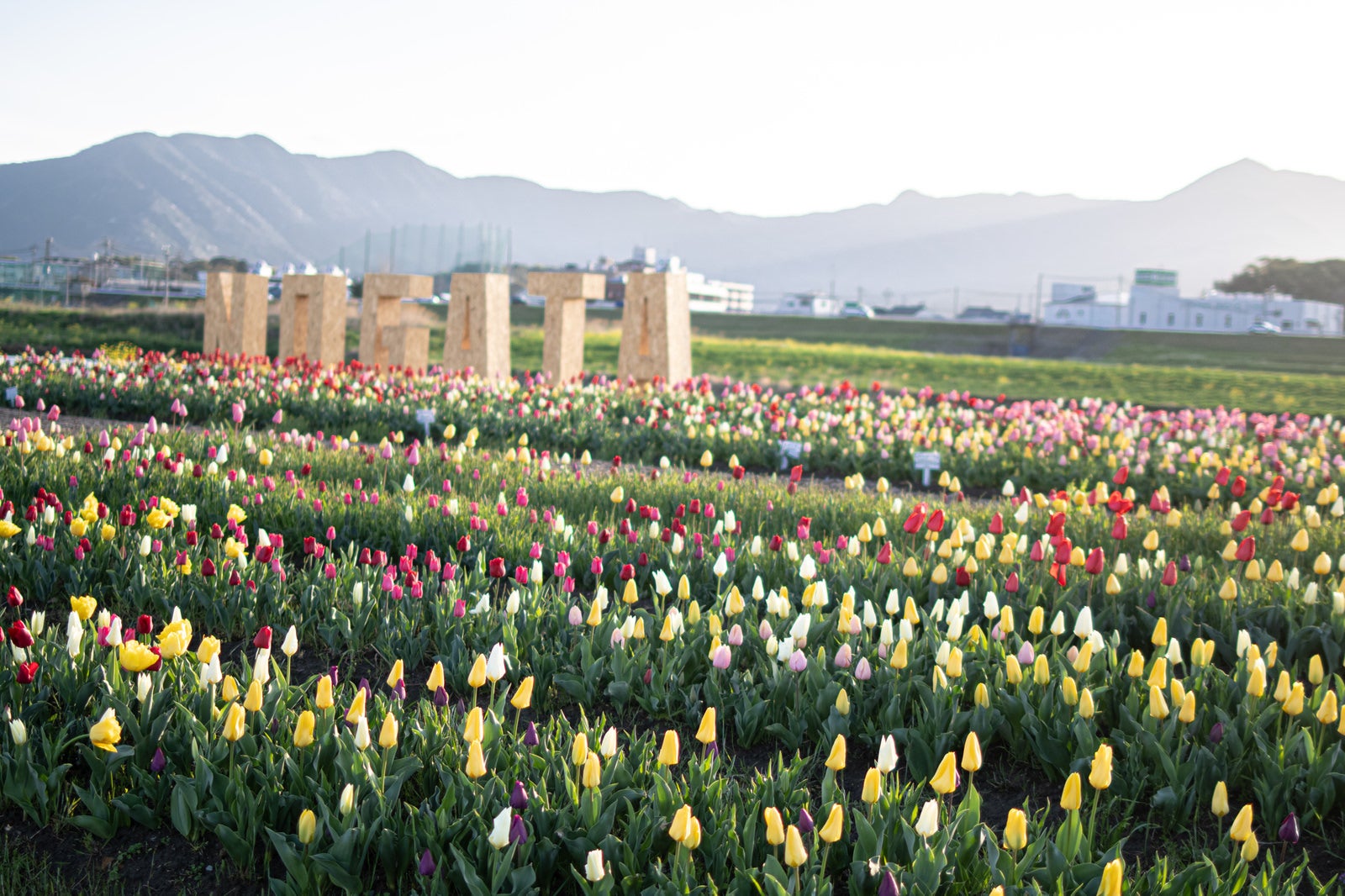 「チューリップフェアの花々とNOGATAオブジェ」の写真