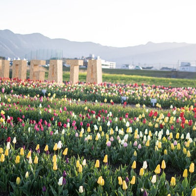 チューリップフェアの花々とNOGATAオブジェの写真
