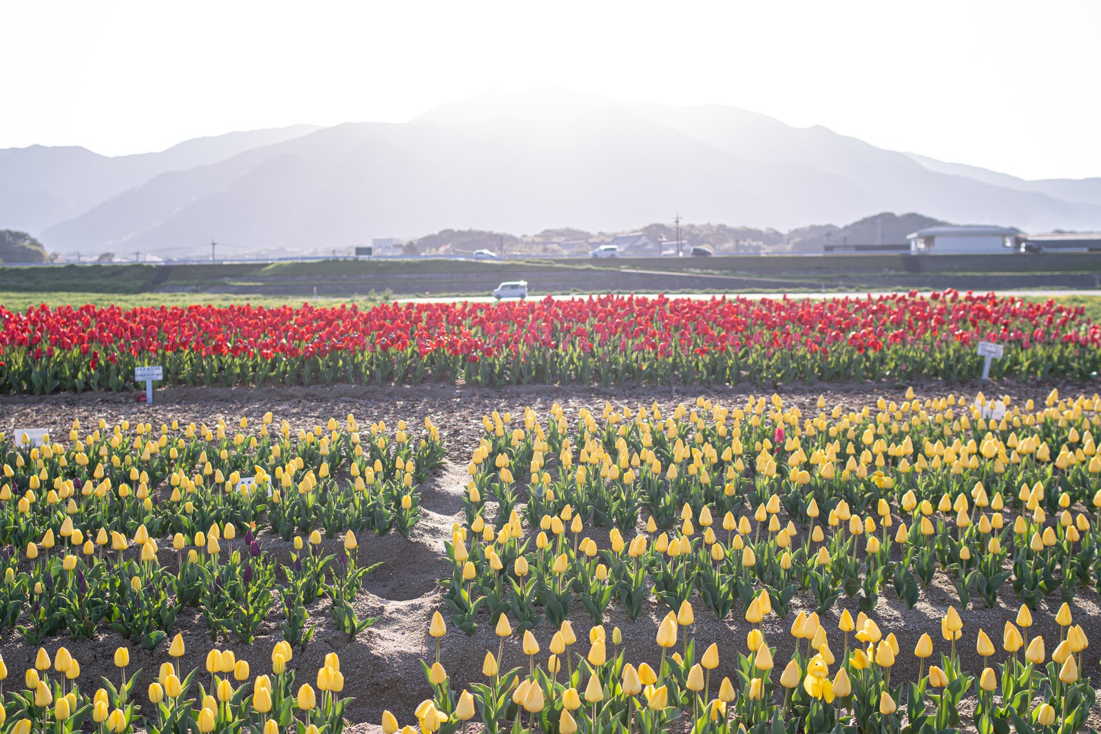 「福知山を背に日を浴びるチューリップ花壇」の写真