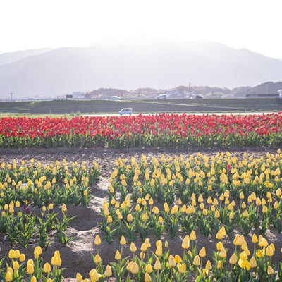 福知山を背に日を浴びるチューリップ花壇の写真