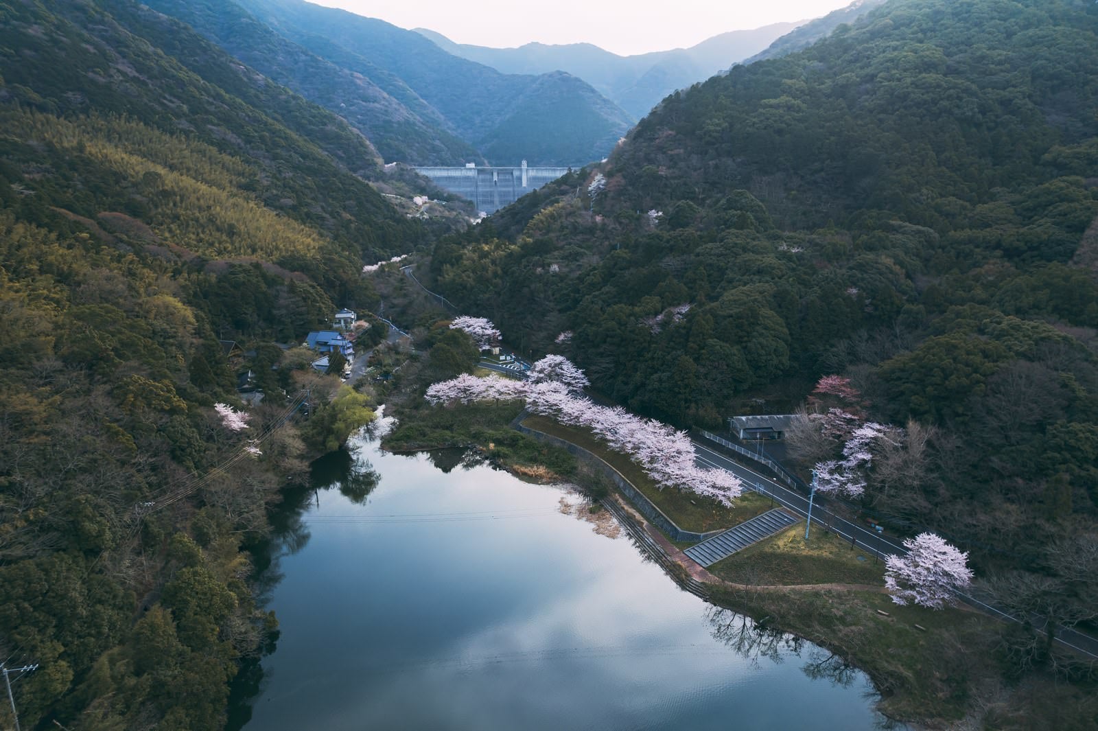 「福智山池に反射する桜」の写真