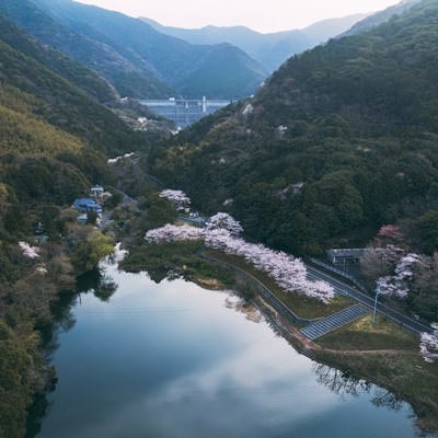 福智山池に反射する桜の写真