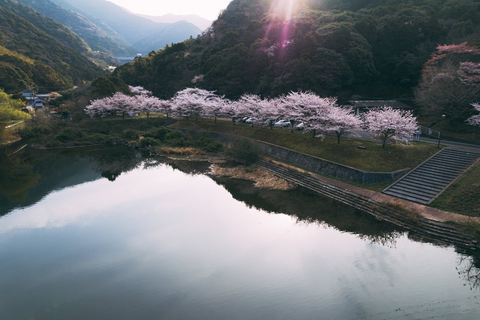 「朝日と桜が咲く時期と内ヶ磯ダム」の写真