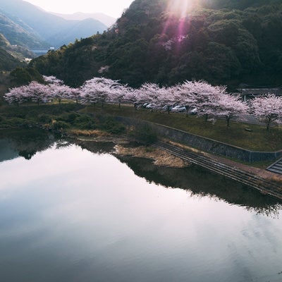 朝日と桜が咲く時期と内ヶ磯ダムの写真