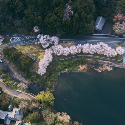 上空から見たのおがた内ヶ磯ダムと桜の写真
