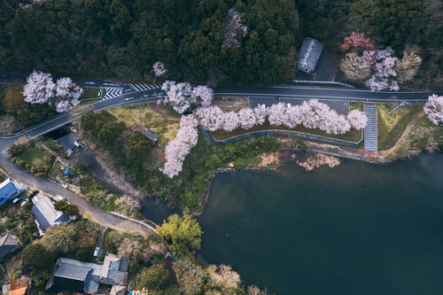 上空から見たのおがた内ヶ磯ダムと桜の写真