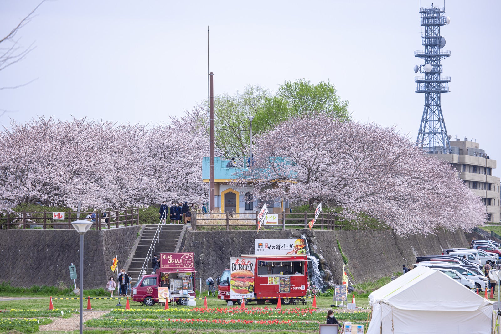 「のおがたチューリップフェアの桜並木とキッチンカー」の写真