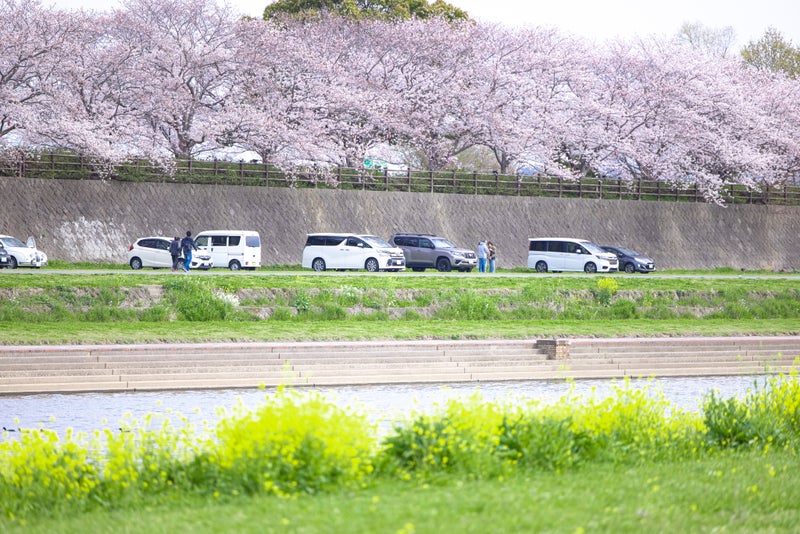 咲き誇る遠賀川河川敷の菜の花と桜並木の写真