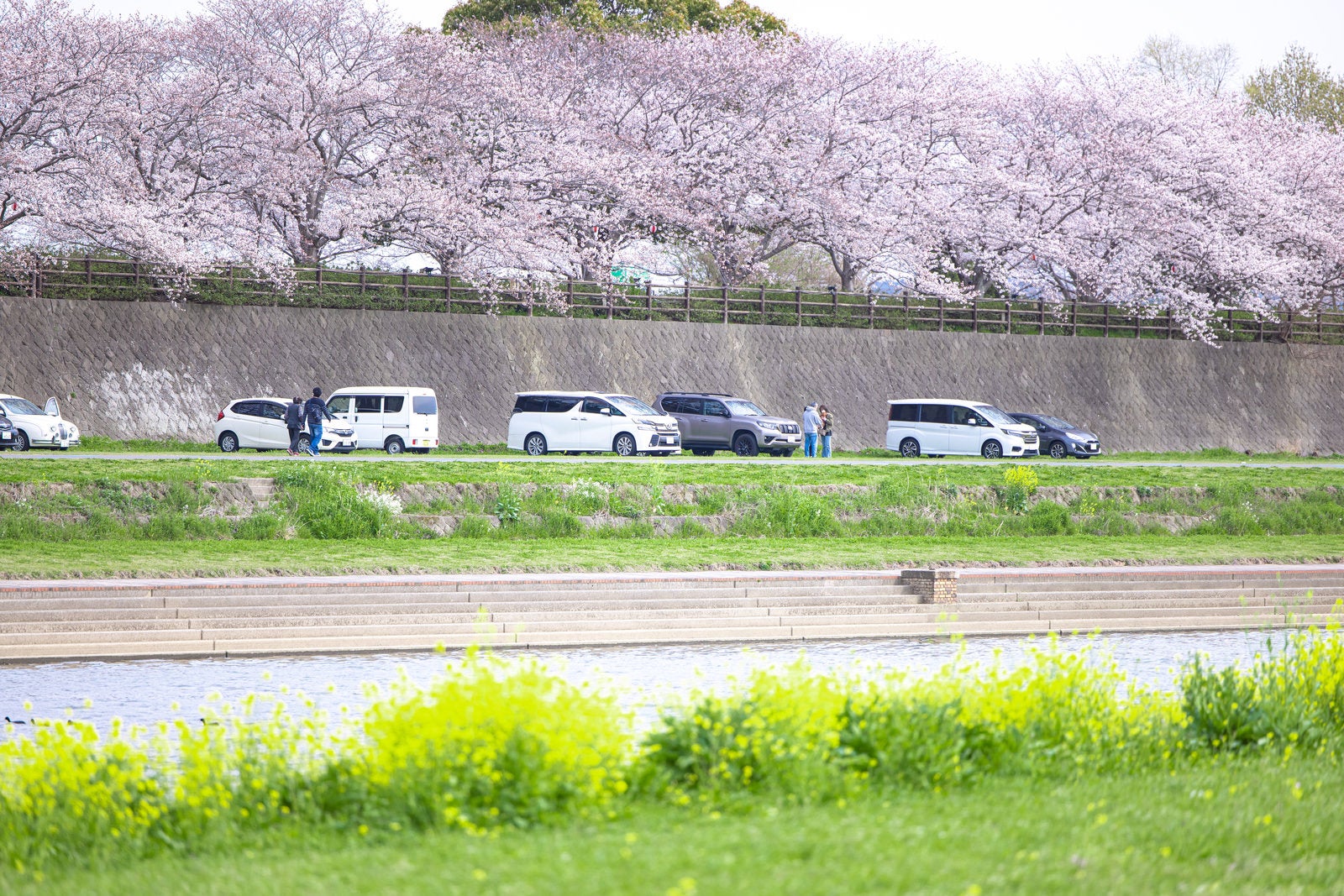 「咲き誇る遠賀川河川敷の菜の花と桜並木」の写真