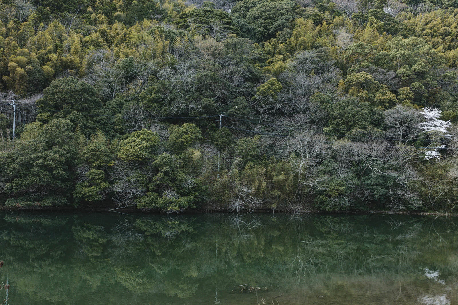 「のおがた内ヶ磯ダムの周りの木々」の写真