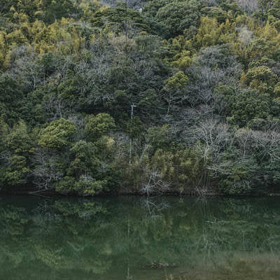 のおがた内ヶ磯ダムの周りの木々の写真