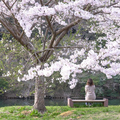 のおがた内ヶ磯ダムと桜の中でゆったり時間を過ごす女性の写真