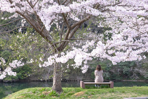 のおがた内ヶ磯ダムと桜の中でゆったり時間を過ごす女性の写真
