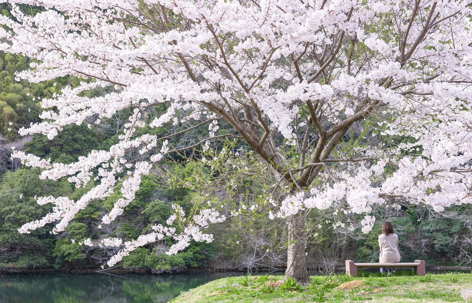 「満開の桜を見る女性の後ろ姿」の写真