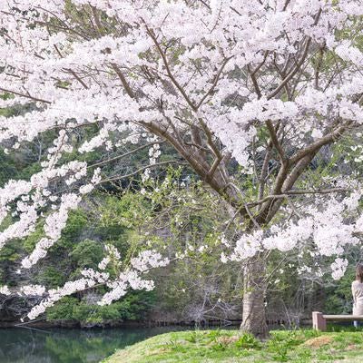 満開の桜を見る女性の後ろ姿の写真