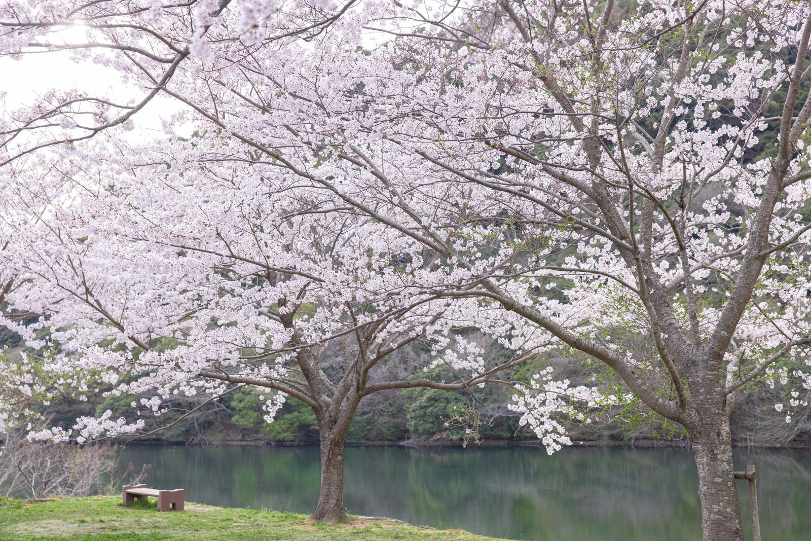 「湖畔のベンチと満開の桜」の写真