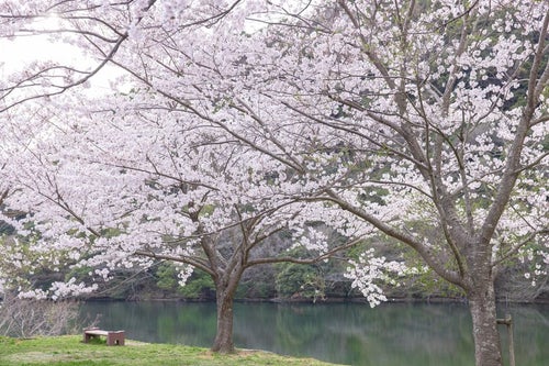 湖畔のベンチと満開の桜の写真