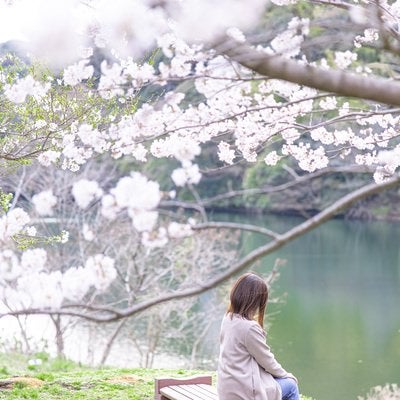 湖畔のベンチで休憩する女性と満開の桜の写真