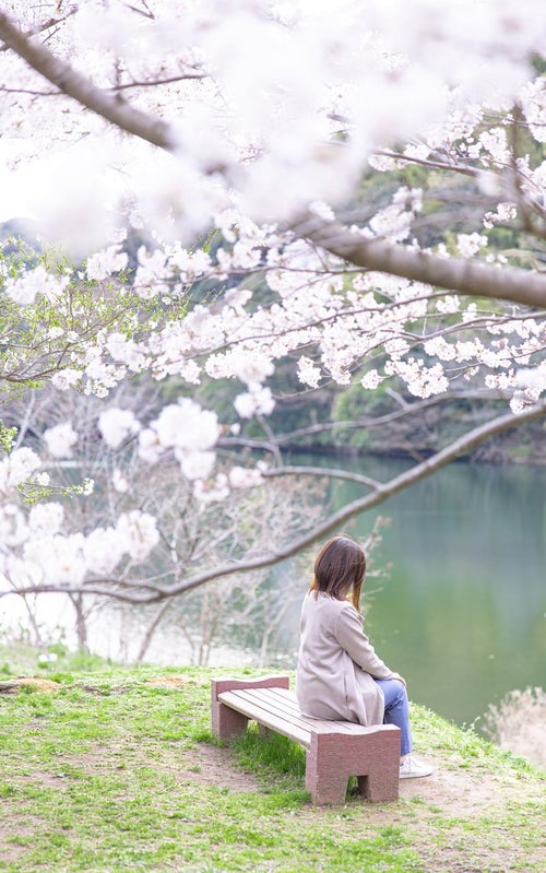 湖畔のベンチで休憩する女性と満開の桜の写真