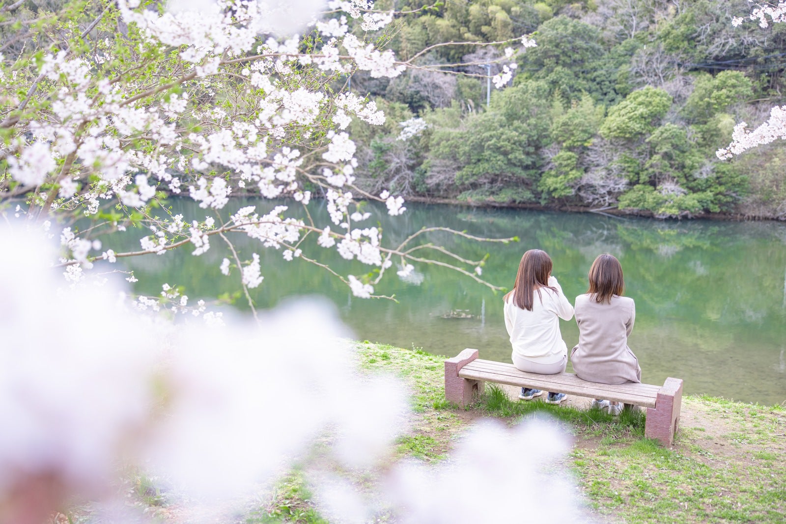 「ベンチに腰掛ける女性達の後ろ姿と春の湖畔」の写真