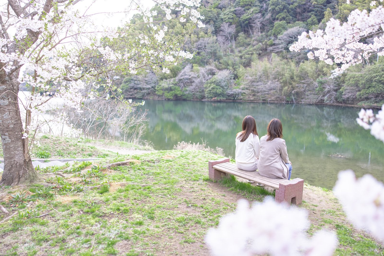 「ベンチに腰掛ける二人の後ろ姿と満開の桜」の写真