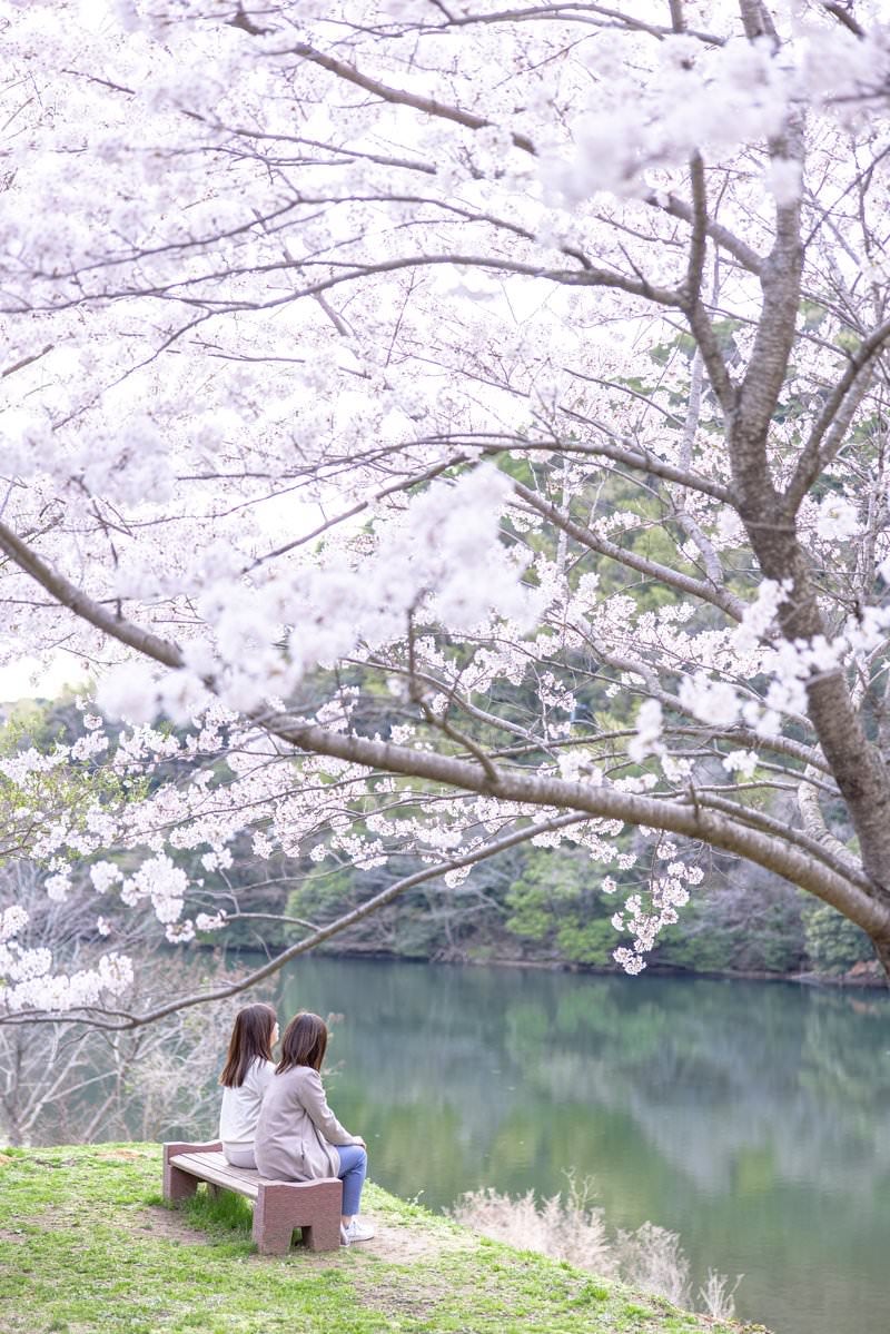「ベンチでお花見する女性二人を覆う満開の桜」の写真