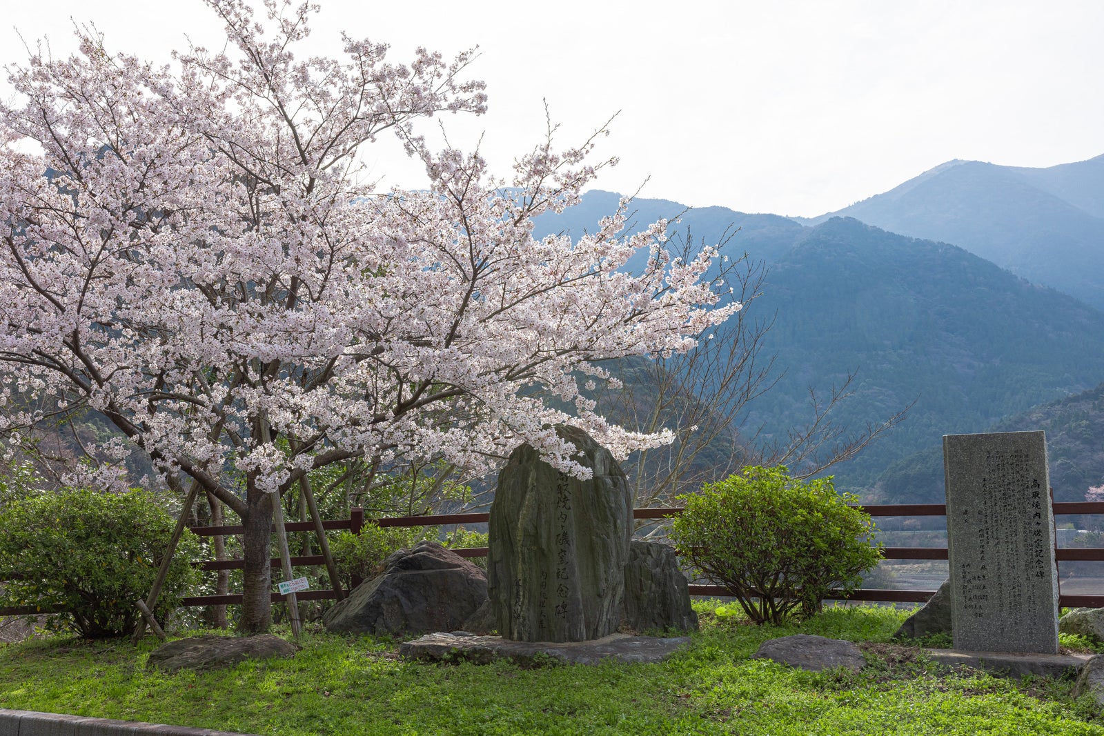 「福智山ダムに咲く桜」の写真