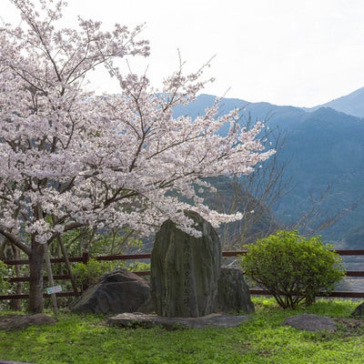 福智山ダムに咲く桜の写真