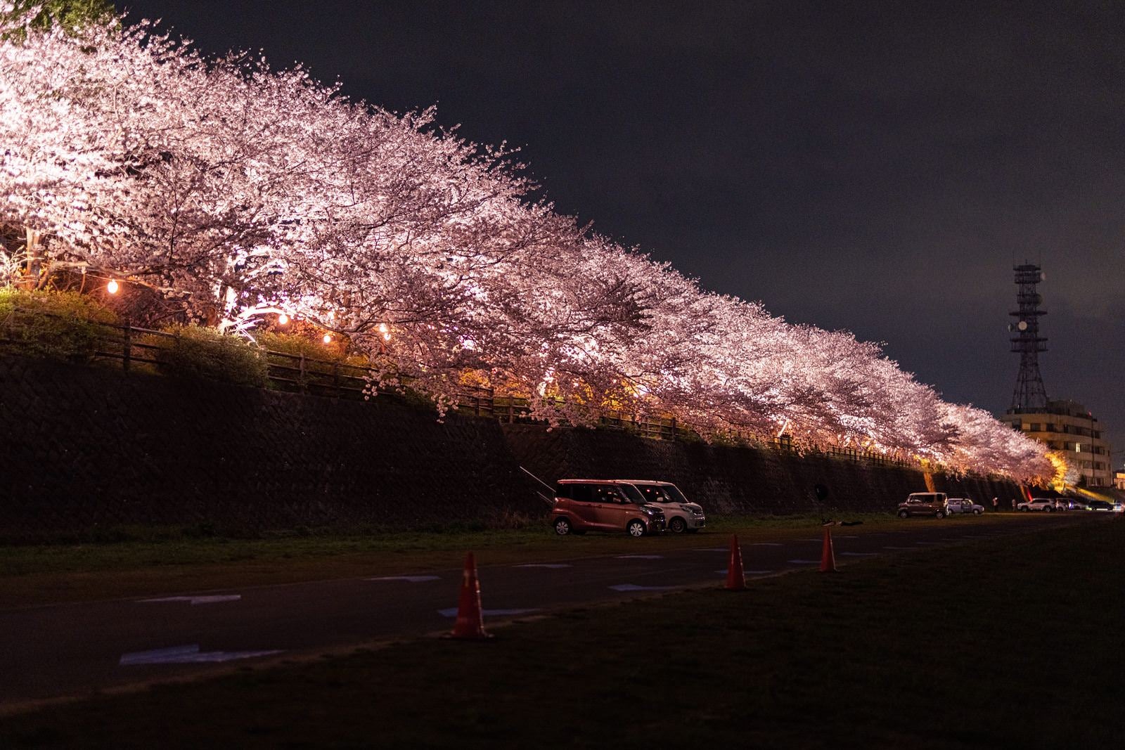 「ライトアップされた桜並木と臨時駐車場」の写真