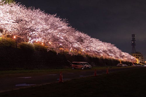 ライトアップされた桜並木と臨時駐車場の写真