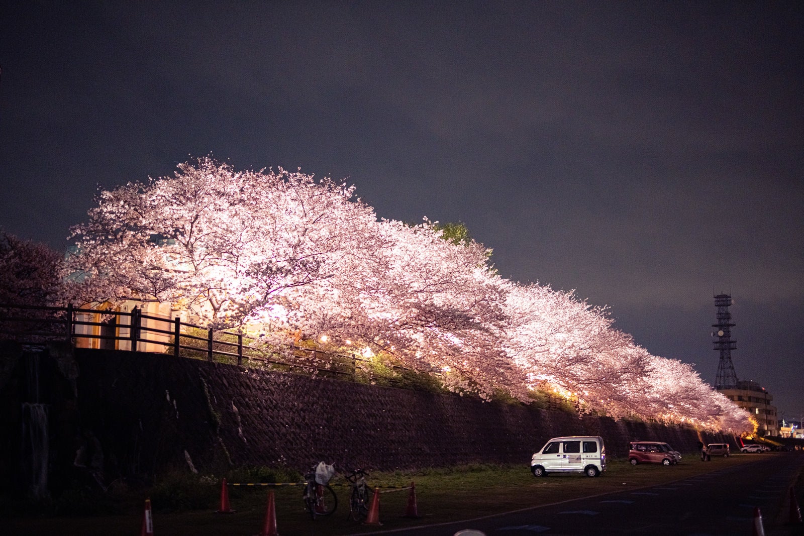 「遠賀川河川敷桜並木のライトアップ」の写真