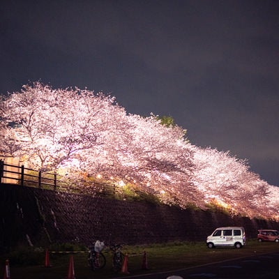 遠賀川河川敷桜並木のライトアップの写真