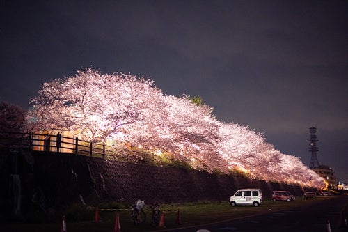 遠賀川河川敷桜並木のライトアップの写真