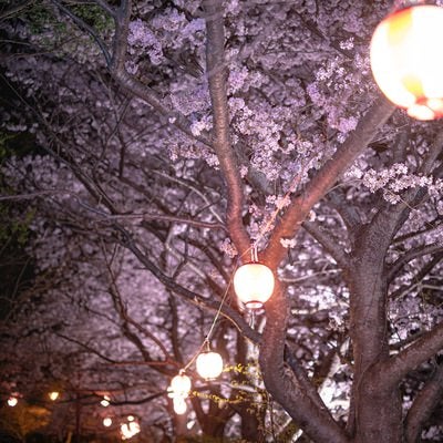 直方市の桜祭りで撮影した夜桜ライトアップと赤い提灯の写真