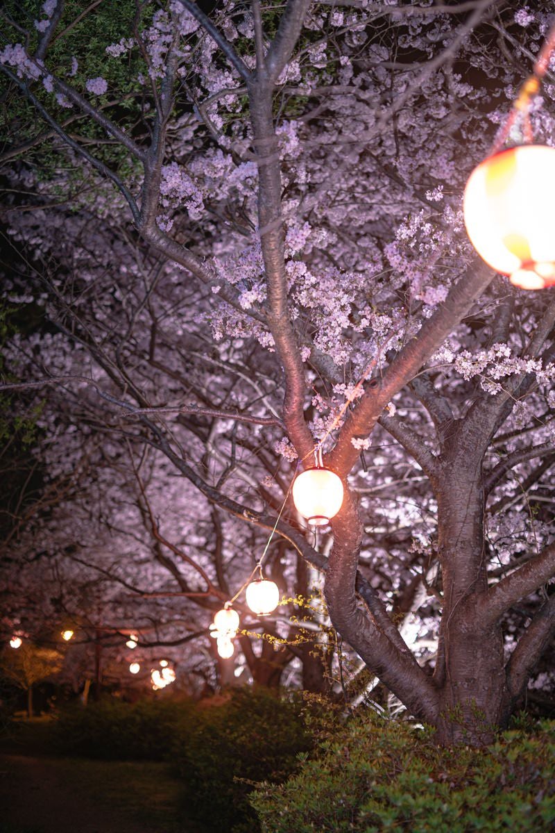 直方市の桜祭りで撮影した夜桜ライトアップと赤い提灯の幻想的な風景の写真