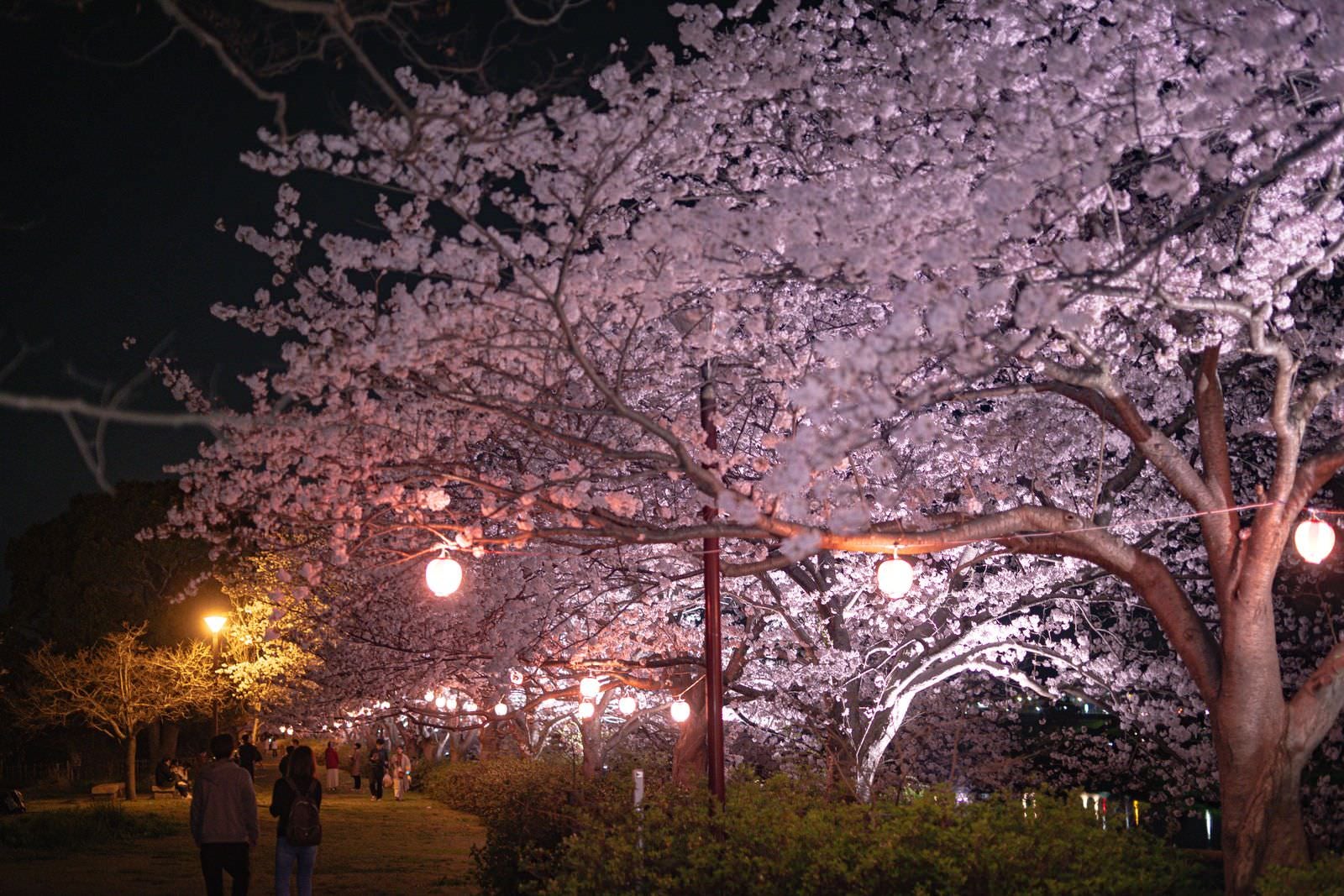 「ライトアップされた夜桜を見る恋人達 | フリー素材のぱくたそ」の写真
