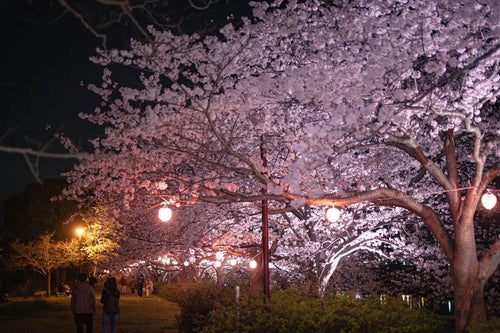 ライトアップされた夜桜を見る恋人達の写真