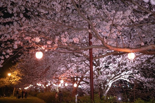 提灯の明かりに灯された夜桜の写真