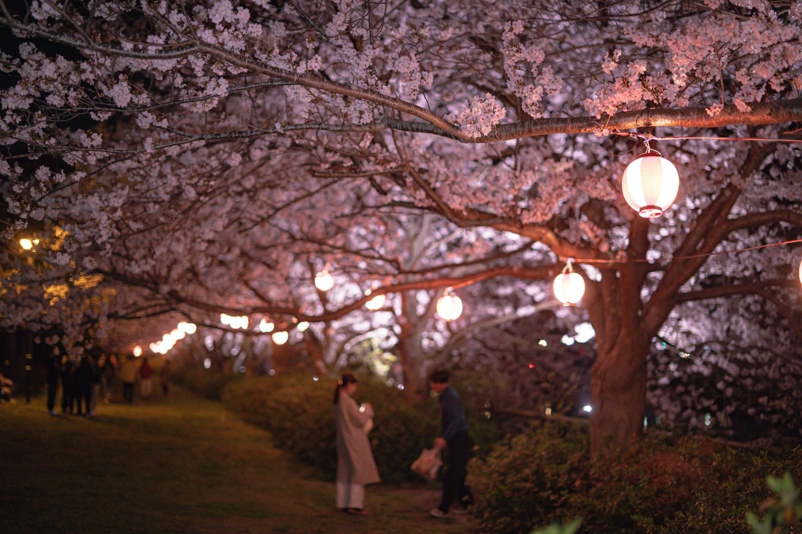 「直方市の夜桜スポットで提灯に照らされた満開の桜を見上げる花見客たち」の写真