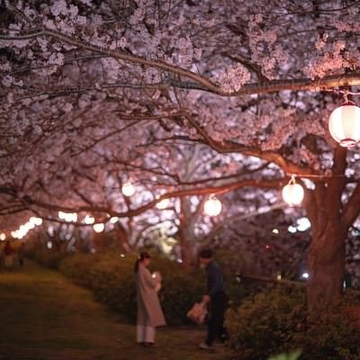 直方市の夜桜スポットで提灯に照らされた満開の桜を見上げる花見客たちの写真