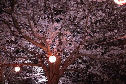 暗がりの夜桜と提灯の写真