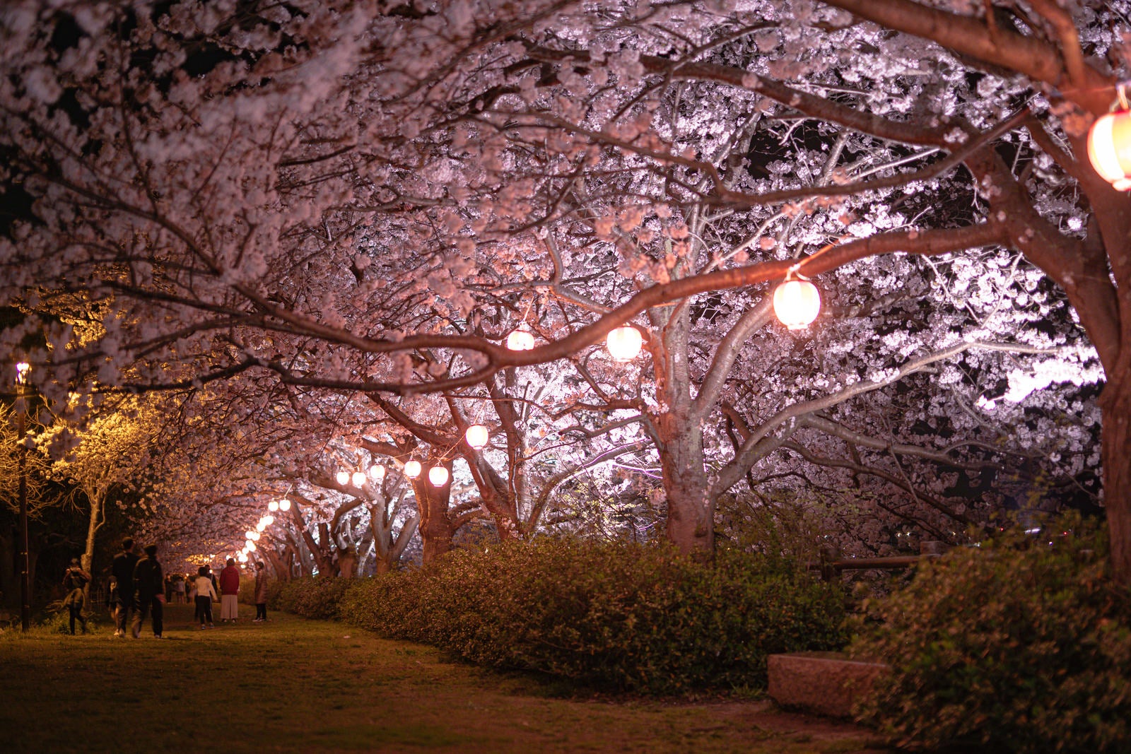「夜桜並木の様子」の写真