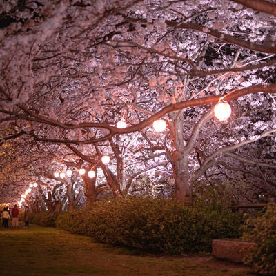 夜桜並木の様子の写真