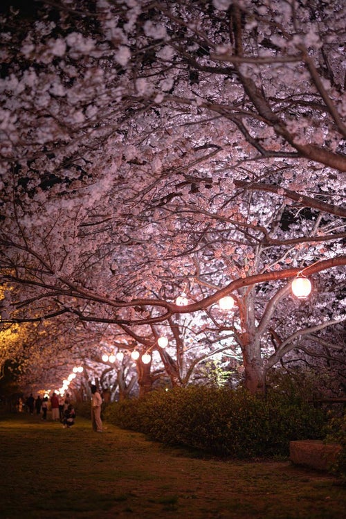 夜の桜並木と提灯の明かりの写真
